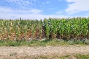 Bayer predstavio pokuse proizvodnje kukuruza i nove Dekalb hibride