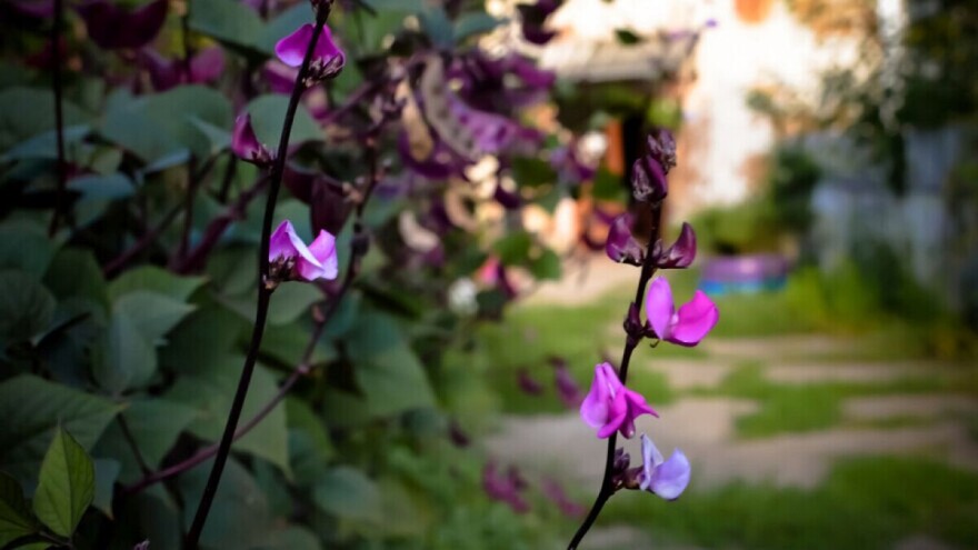 Vertikalan uzgoj povrća i jestivog cvijeća - dekorativno i praktično