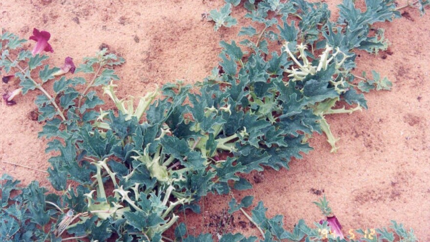 Vražja kandža - moćni lijek s juga Afrike s kojom treba biti oprezan