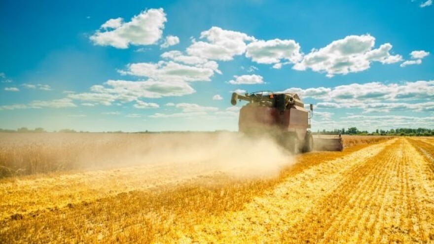 Domino efekt - padaju cijene uljarica i žitarica!