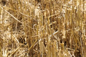 Zanima vas grijanje na agrobiomasu? Javite se na javni poziv!