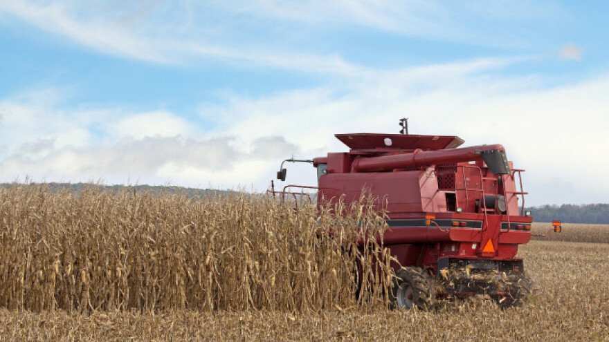 Rekordan start sezone kukuruza u Rusiji