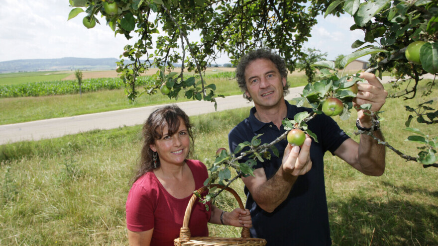 Očuvanje starih sorti jabuka: Njemačka inicijativa pokazuje kako spojiti tradiciju i profit