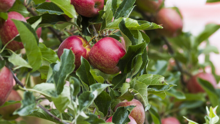 &quot;Harvista&quot; za bolji kvalitet jabuke