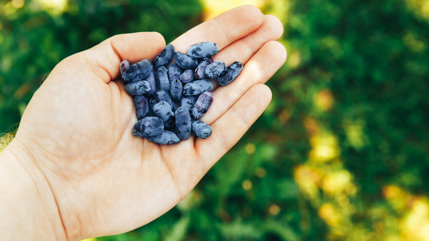 Nataša Veić: Da nije bilo podmjere 6.3., ne bi povećali nasad za tisuću sadnica, nabaviti zaštitne mreže te kupili traktor s prikolicom