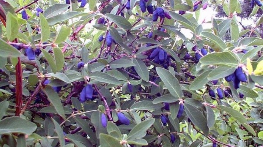 Haskap - voće budućnosti i pristojne zarade