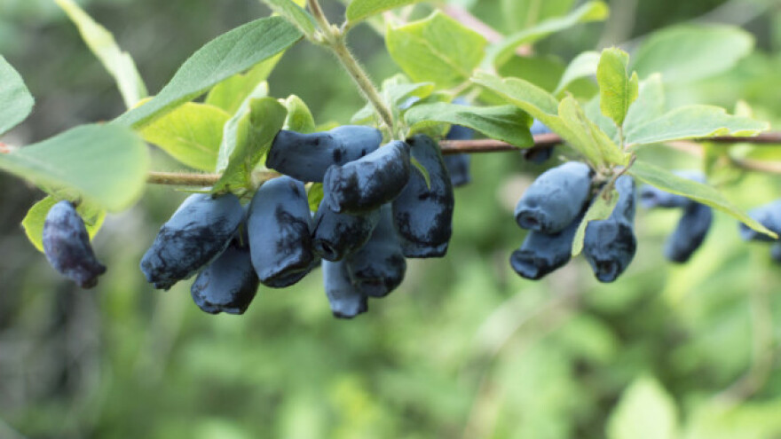 Uzgoj haskapa - sibirske borovnice