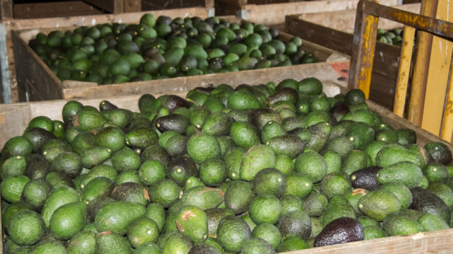 Očekuje se još avokada iz Meksika