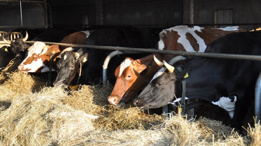 Zašto je važno i koji je udio sijena u zimskom obroku muznih krava