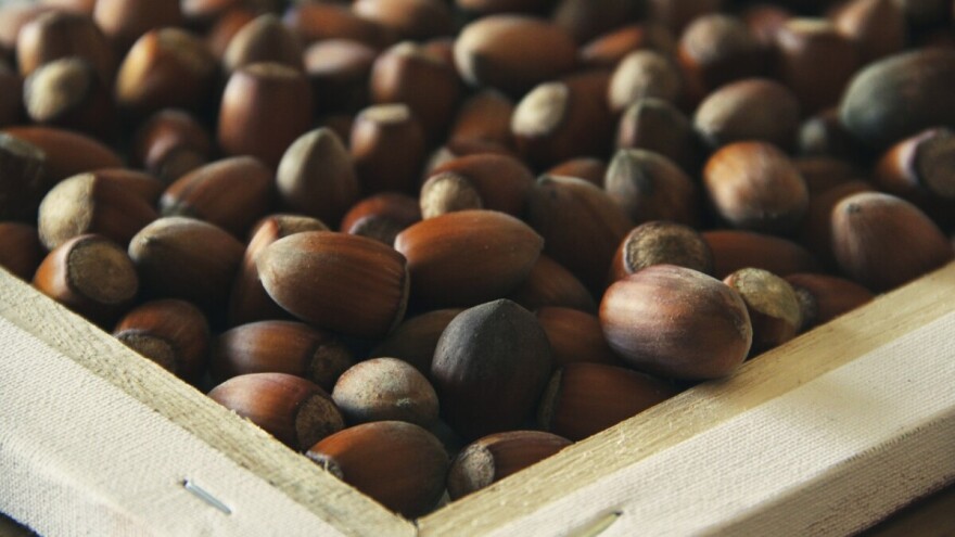 Turska ruši rekorde, od izvoza lješnjaka zaradili 2,3 milijarde dolara