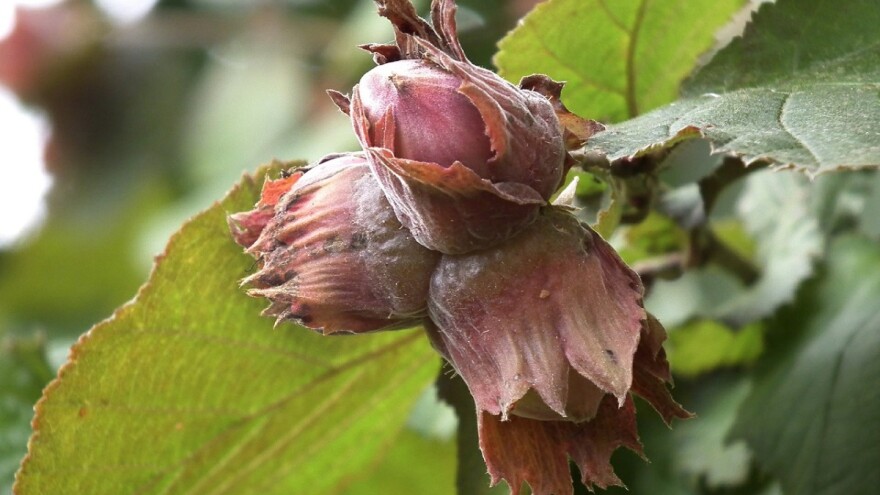 Najznačajnije sorte lijeske podrijetlom iz Italije