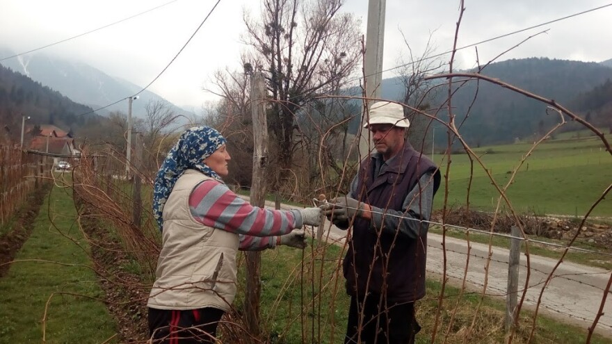 Ljubunčići ne odustaju od malina, ali sade i kupus i bave se stočarstvom