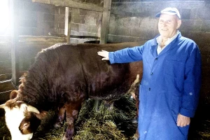Hazim Mehanović u tovu junadi koristi miks tradicionalnog i modernog načina ishrane