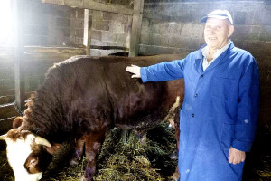 Hazim Mehanović u tovu junadi koristi miks tradicionalnog i modernog načina ishrane