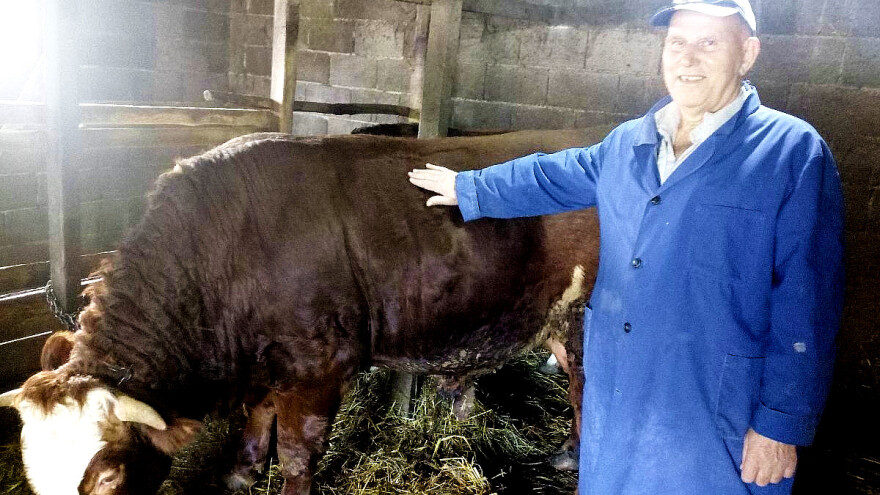 Hazim Mehanović u tovu junadi koristi miks tradicionalnog i modernog načina ishrane