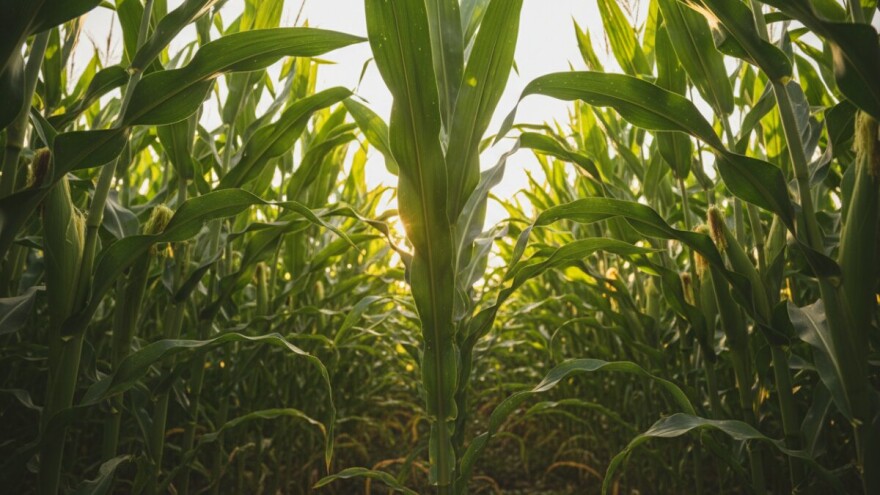 HD hibridi za veći potencijal prinosa!