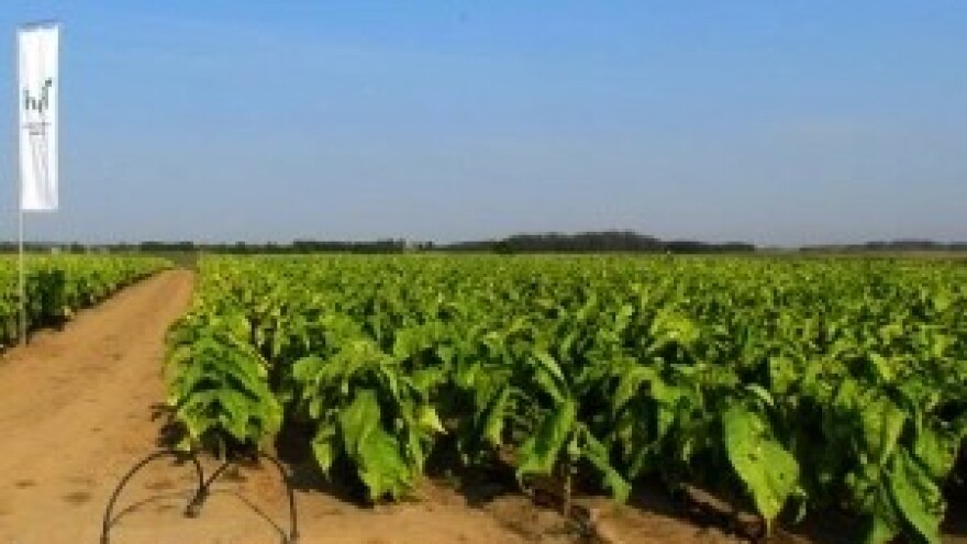 Urod duhana vrijedan 100 milijuna kuna