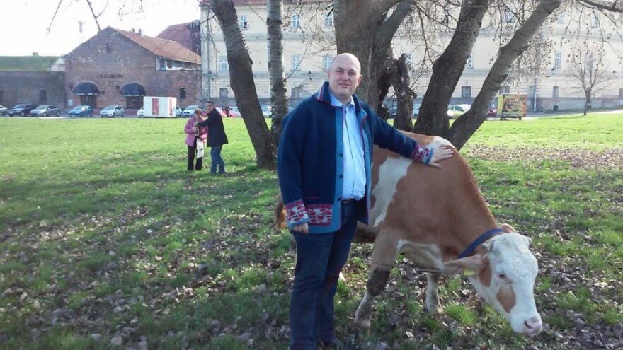 Mlijeko za meso - i krave dižu glas za spas!