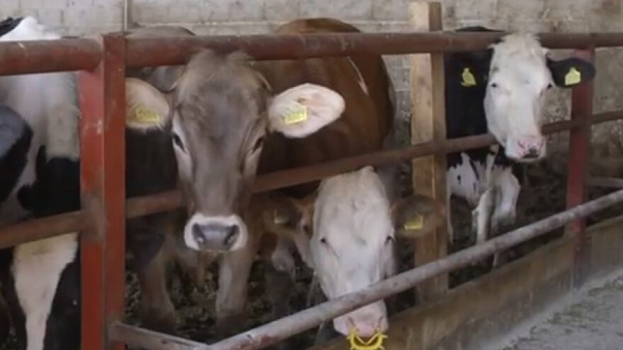 Svetli primer u stočarskoj proizvodnji