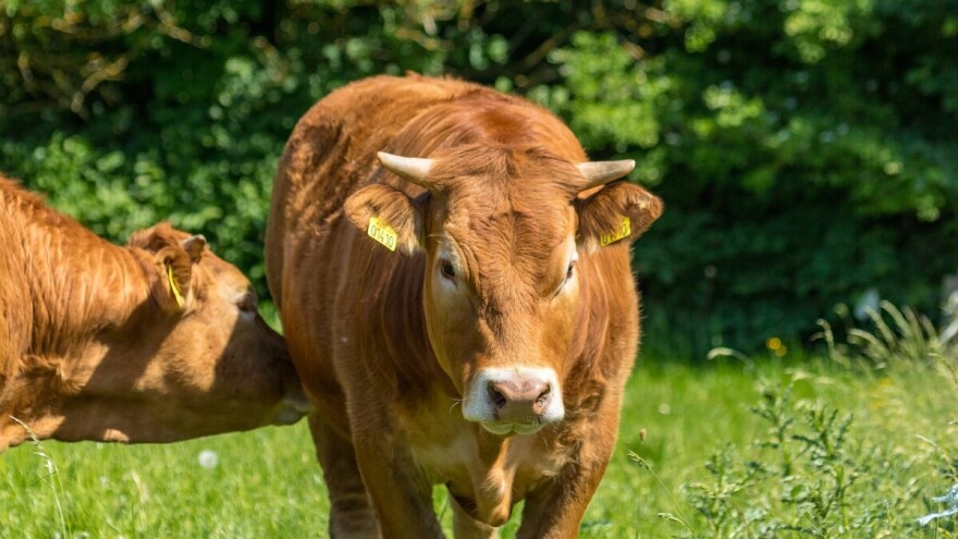 Objavljene tarifne kvote za uvoz poljoprivrednih proizvoda za I. kvartal 2020.