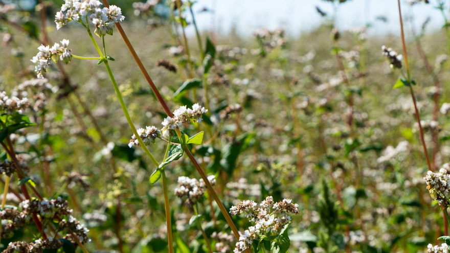 Alternativne biljne vrste u organskoj proizvodnji