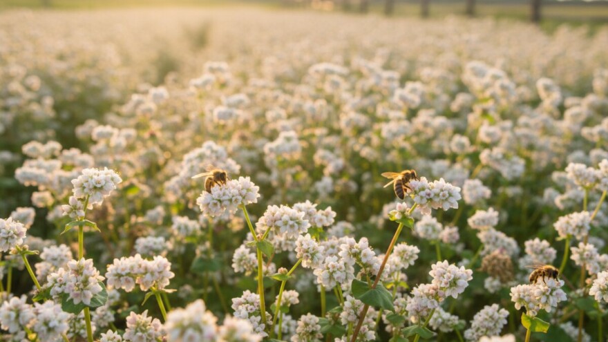 Heljda - medonosna, otporna, bogata nutrijentima