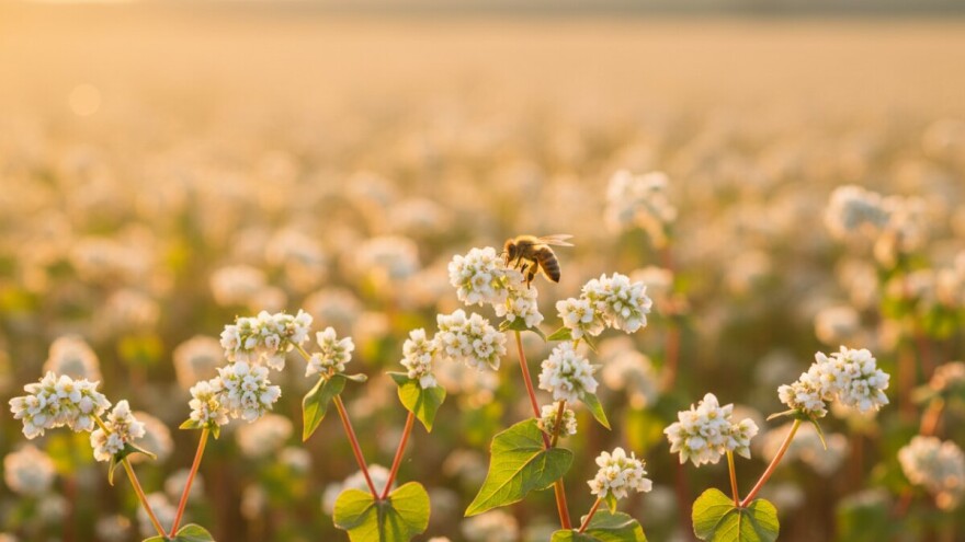 Heljda - proteinska biljka budućnosti