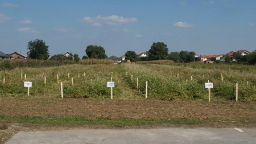 Registrirati domaće proizvođače heljde!