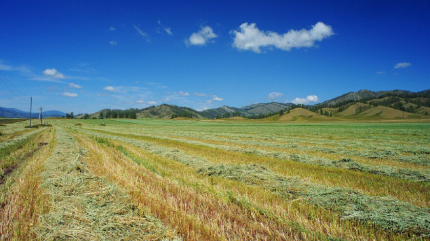 Heljda - medonosna, otporna, bogata nutrijentima