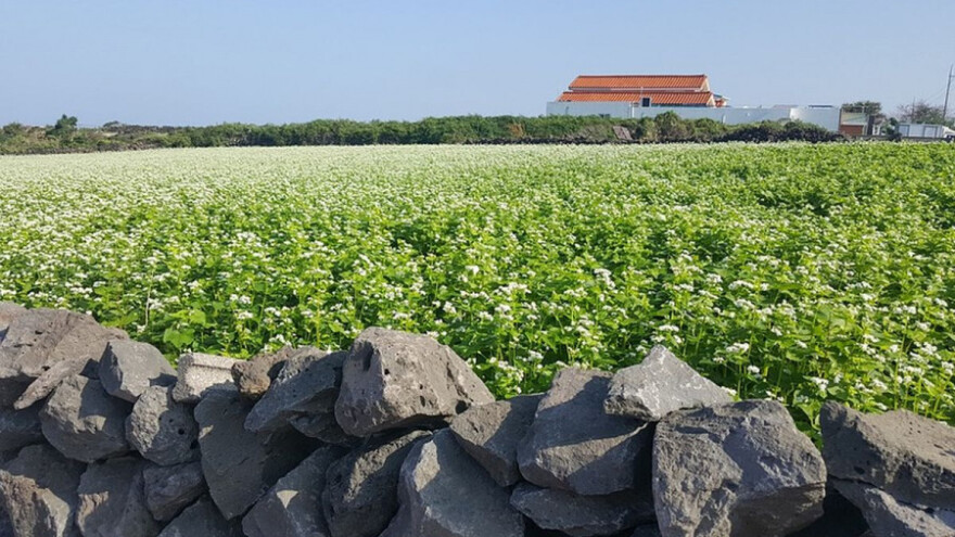 Organski uzgoj heljde