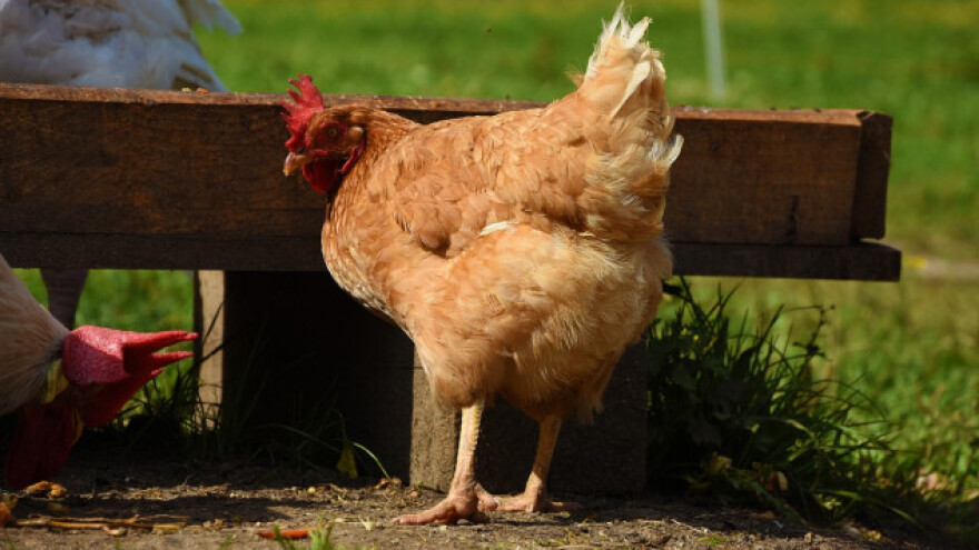 Upotreba kokošjeg gnojiva u poljoprivredi