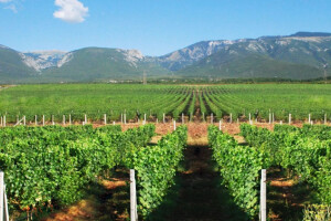 Investitori iz Dubaija kupili vinariju Hepok