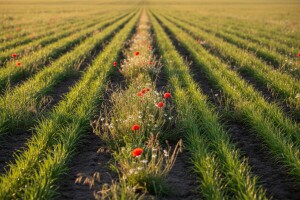 Herbaflex herbicid za suzbijanje korova u žitaricama
