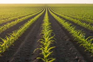 Herbicid produženog djelovanja