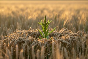 Herbicidi ili otpornost korova? Šta je bilo pre?