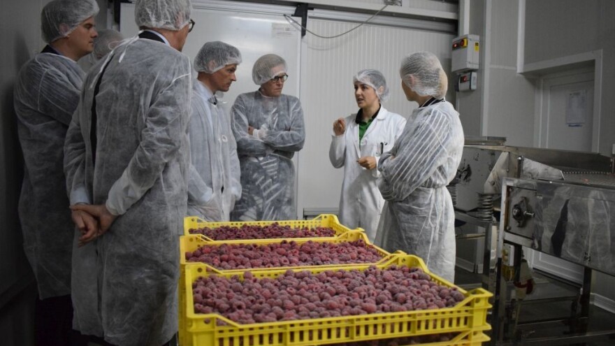 Mirzet Hadžiavdić: Malinari vrijedno rade, očekujemo veću zaštitu države!