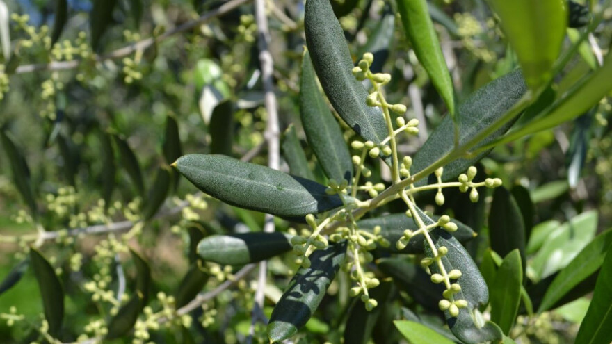 Bura nosila plastenike, mraz ugrozio voće