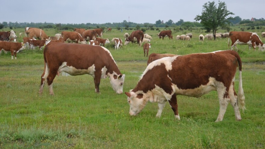 Hereford - govedo koje i vrbove grane pretvara u ukusno meso