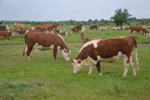 Hereford - goveče koje i vrbove grane pretvara u ukusno meso