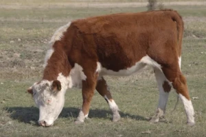 Hereford rasa za kvalitetno meso