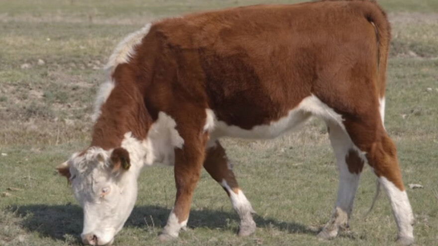 Hereford rasa za kvalitetno meso