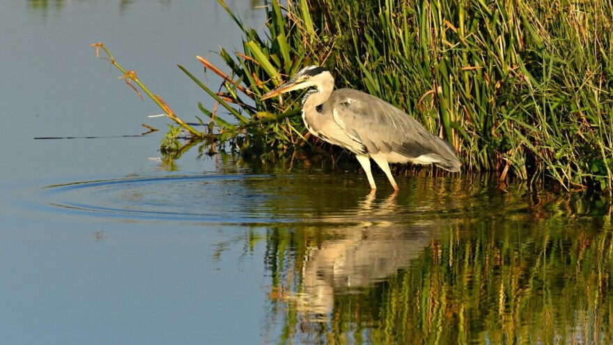 Država daje 20 milijuna kuna za štete od ptica na šaranskim ribnjacima