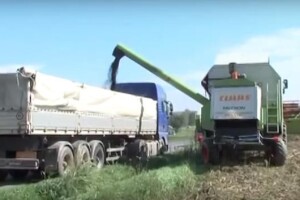 Velike količine uljarica odlaze van granica RH?