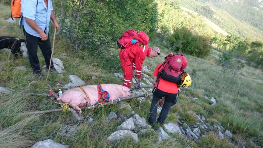 Spasili ranjenog i iznemoglog prasca u nesvakidašnjoj akciji HGSS-a!