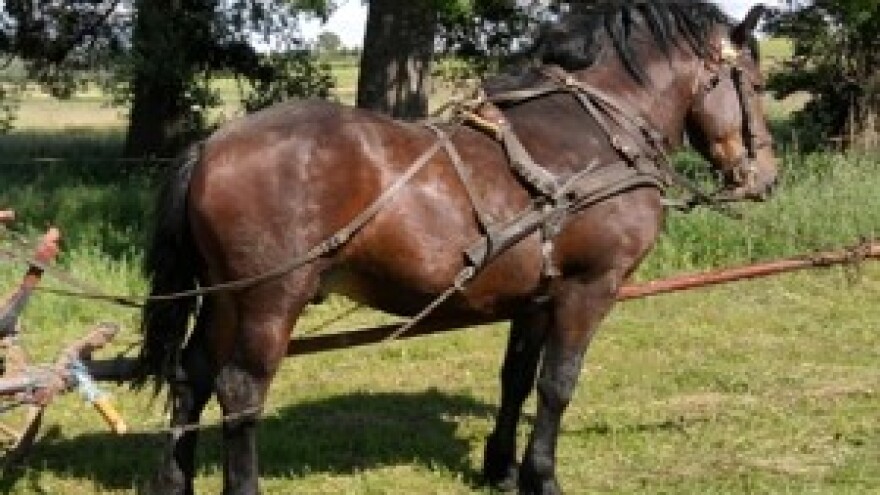 Ergela Hrvatskog hladnokrvnjaka Velika Pisanica