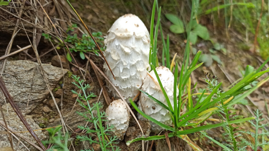 Kako gljive mogu da nam ukažu na kvalitet zemljišta?