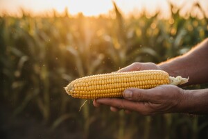 Hibridi kukuruza za rekordne prinose zrna i klipa