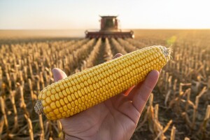 Hibridi kukuruza za visok prinos