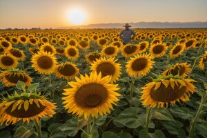 Hibridi suncokreta za uspešne ratare
