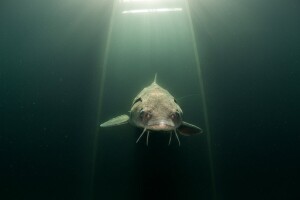 Hidroelektrane će ugroziti rijetku dunavsku jesetru